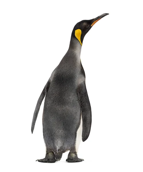 Visão traseira de um pinguim-rei isolado em branco — Fotografia de Stock