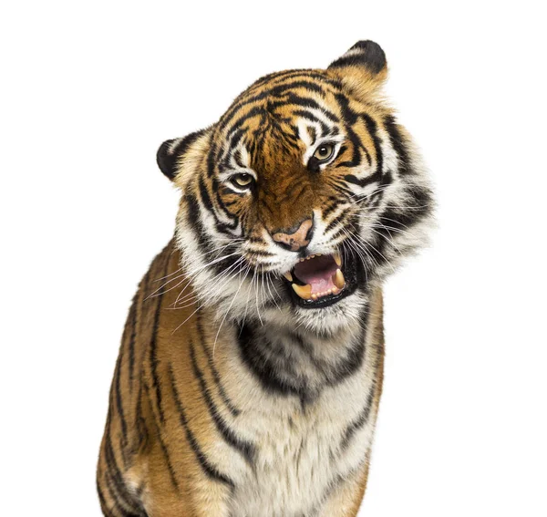 Primer plano en la cabeza de un tigre gruñón, gato grande, aislado en blanco —  Fotos de Stock