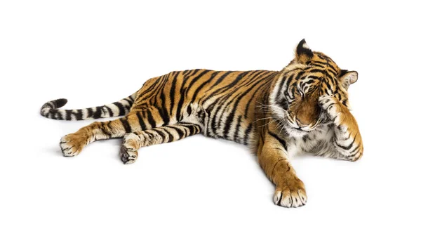Shy tiger lying down, big cat, — Stock Photo, Image
