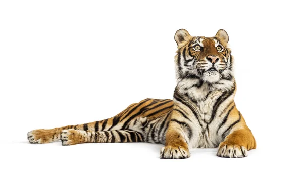 Tiger Lying Looking Away Big Cat Isolated White — Stock Photo, Image