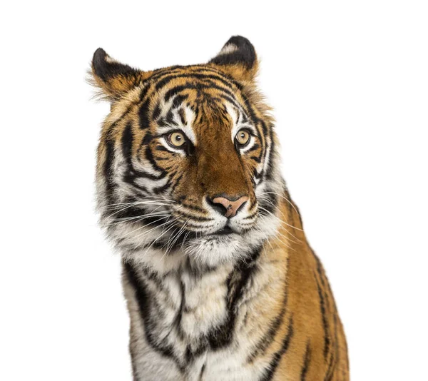 Retrato da cabeça de um tigre macho, gato grande, isolado em branco — Fotografia de Stock