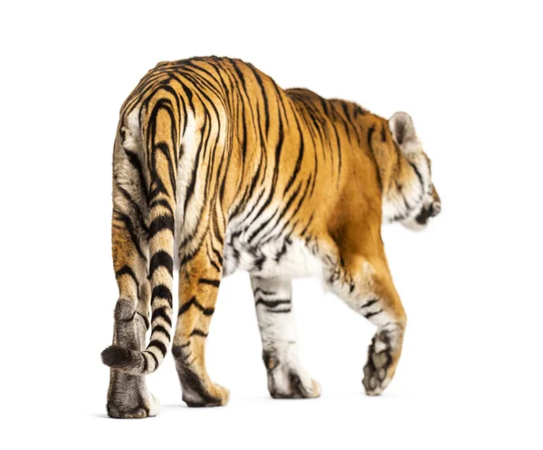 Vista posteriore di una tigre che cammina ok andando via, grande gatto, isolato — Foto Stock