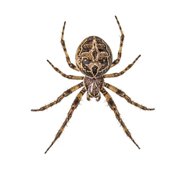 Araña diadema en su tela, Araneus diadematus, aislada — Foto de Stock