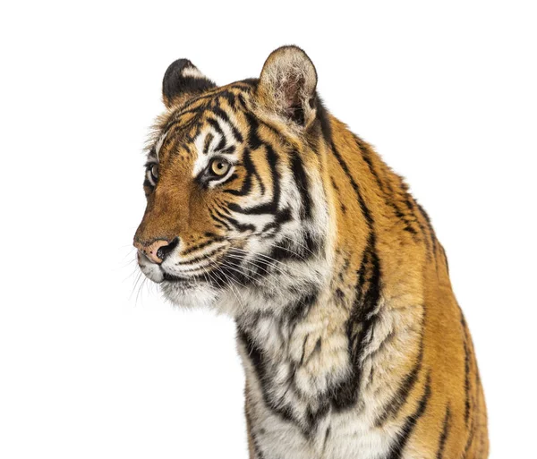 Portrait de la tête d'un tigre mâle, gros chat, isolé sur blanc — Photo