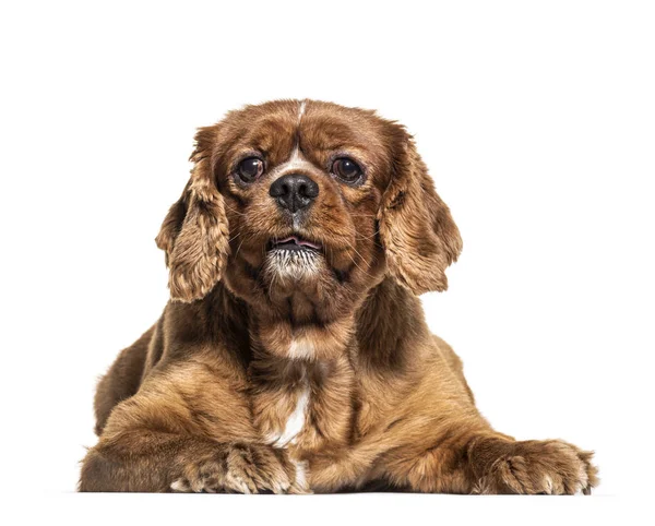 Brown mixedbreed perro acostado aislado en blanco — Foto de Stock