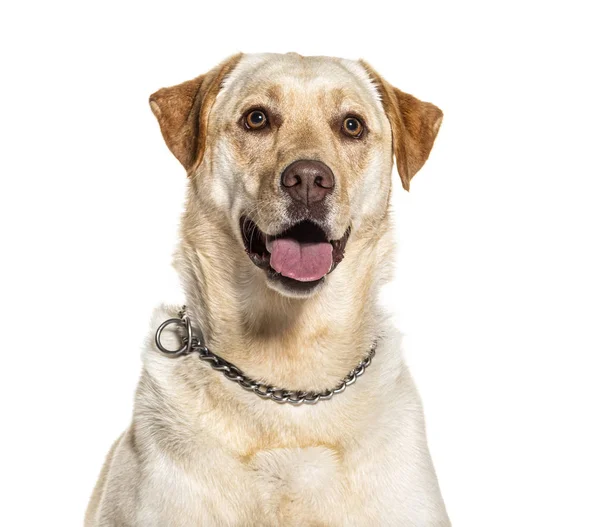 Coup de tête d'un Labrador haletant, isolé sur blanc — Photo