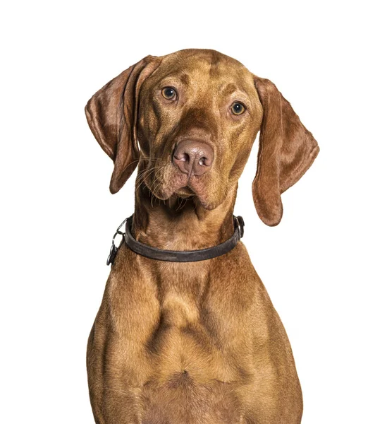 Hoofdfoto van een Vizla hond, geïsoleerd op wit — Stockfoto