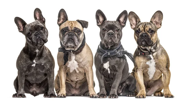 Molti bulldog francesi di fila di fronte alla fotocamera, isolati — Foto Stock