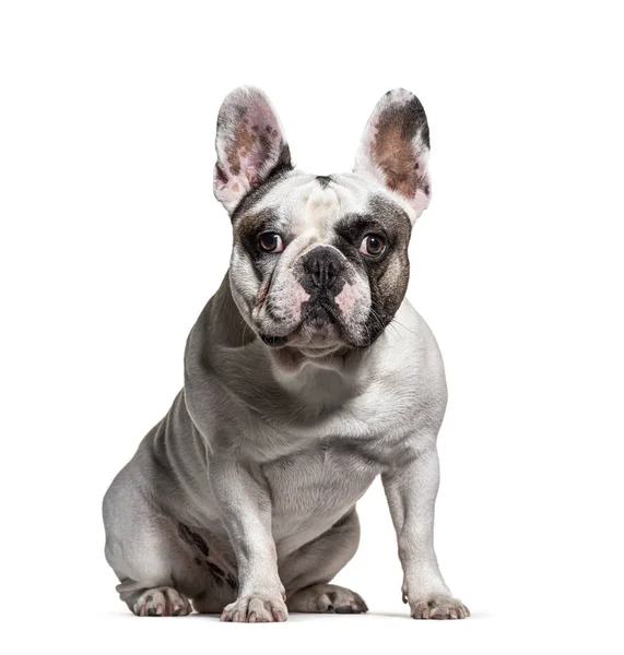 Zittende Franse bulldog kijkend naar de camera, geïsoleerd — Stockfoto