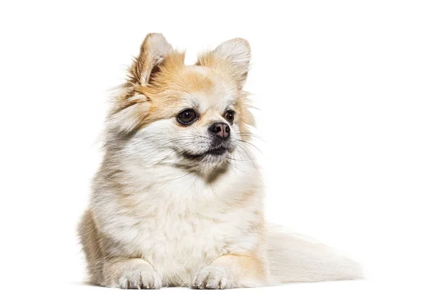 Pomeranian 'ın beyaz üzerine izole bir şekilde uzanmış bakışlarını kaçırıyor. — Stok fotoğraf