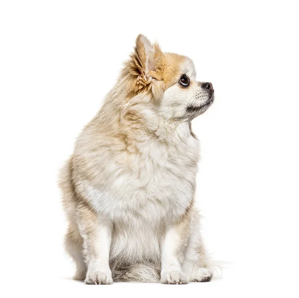 Side view of a Pomeranian looking up, isolated on white — Stock Photo, Image