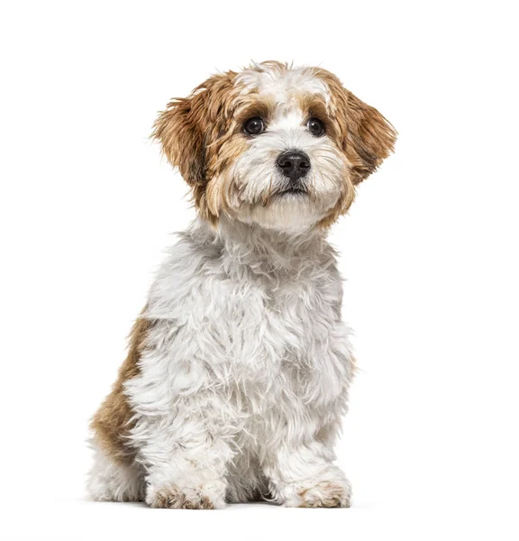 Puppy Havanese kutya néz félre, 5 hónapos, elszigetelt fehér — Stock Fotó