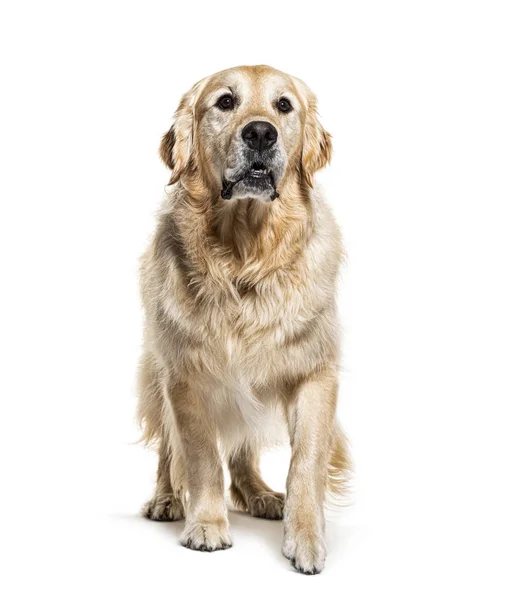 Golden Retriever komt eraan, geïsoleerd op wit — Stockfoto