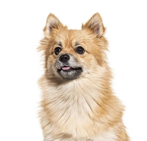 Portrait of a Pomeranian, isolated on white — Stock Photo, Image