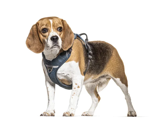 Beagle con arnés, aislado en blanco — Foto de Stock