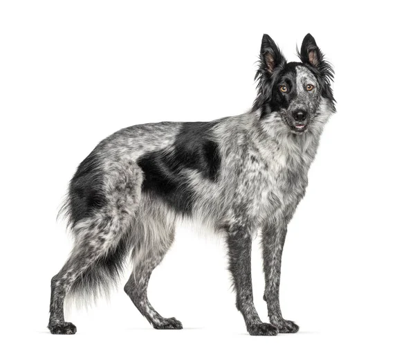 Μαύρο και άσπρο crossbreed σκυλί, σύνορα Collie και Malinois σκυλί — Φωτογραφία Αρχείου