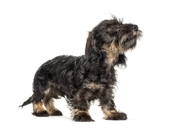 Looking up Dachshund dog, isolated on white — Stock Photo, Image