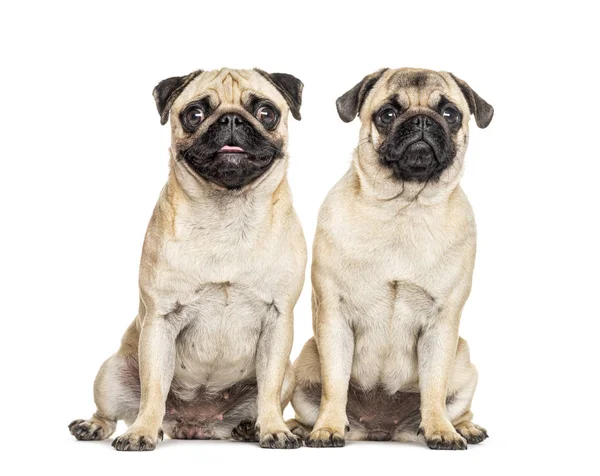 Two Pugs sitting together, dog, isolated on white — Stock Photo, Image