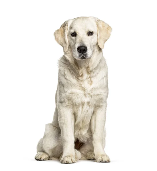 Golden Retriever, απομονωμένο σε λευκό, σκυλί — Φωτογραφία Αρχείου
