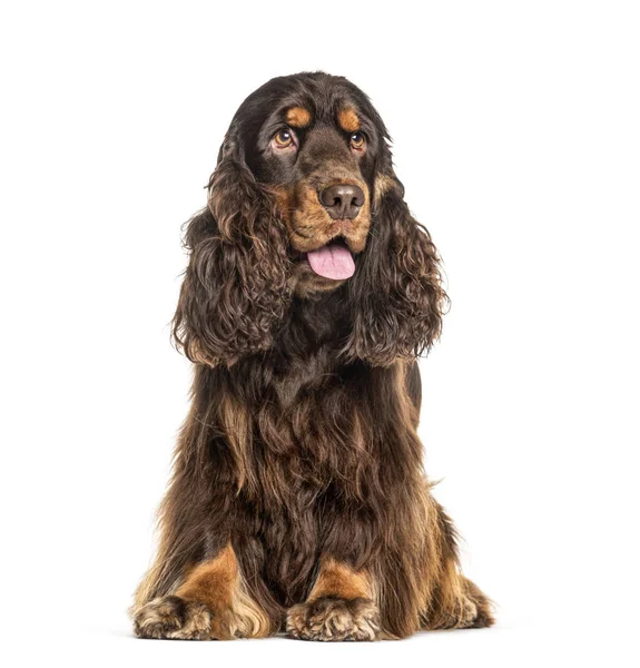 Engelska Cocker Spaniel hund flämtande, isolerad på vitt — Stockfoto