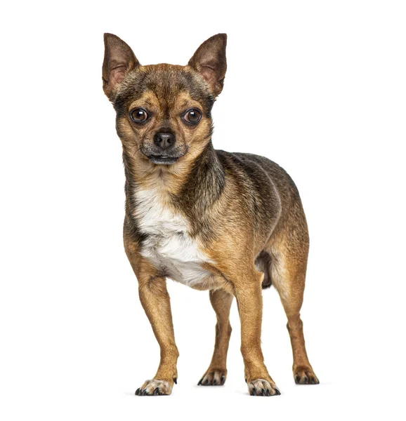 Stående chihuahua, isolerad på vit — Stockfoto