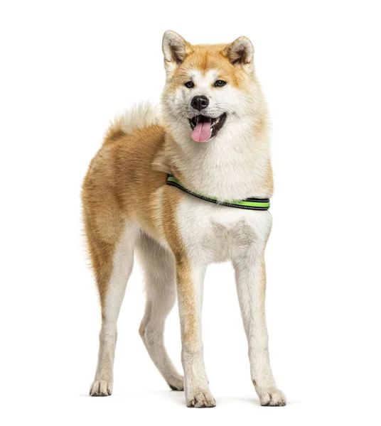 Panting Akita Inu standing in front of a white background — Stock Photo, Image