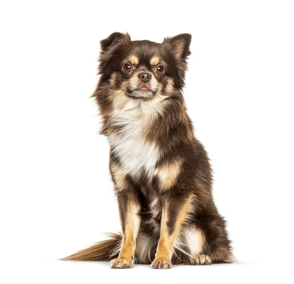 Brun Chihuahua hund, isolerad på vit — Stockfoto