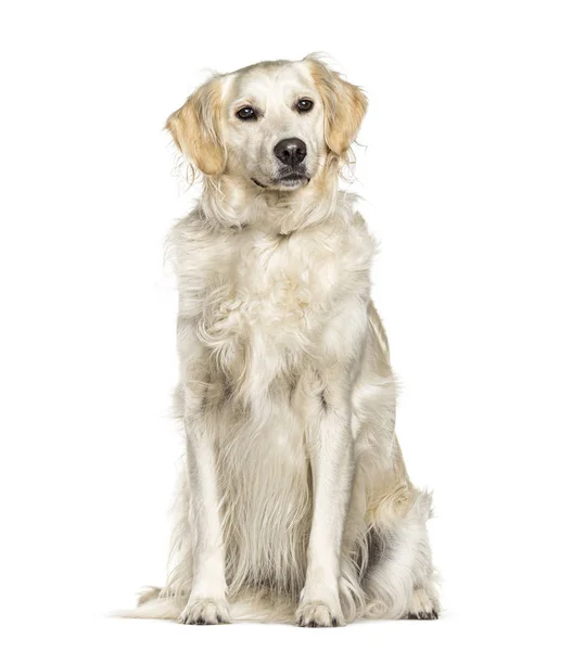 Sitting Golden Retriever dog, isolated on white — Stock Photo, Image