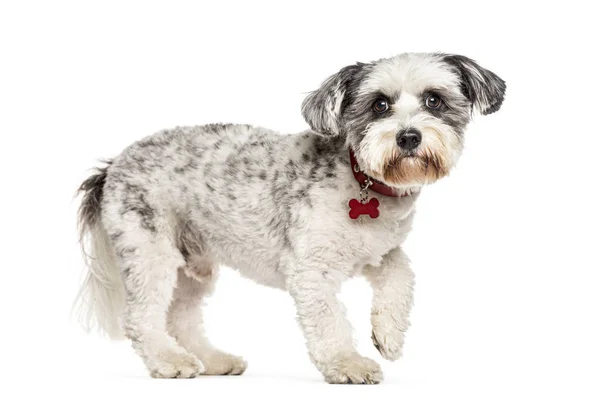 Vista laterale di un Crossbreed cane a piedi, isolato su bianco — Foto Stock