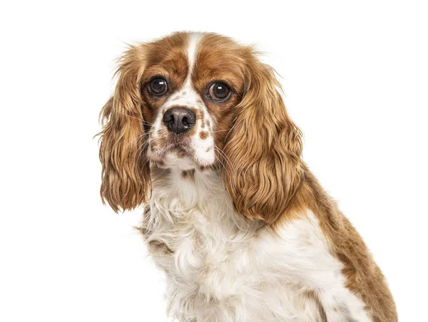 Hoofdfoto van een Cavalier King Charles, geïsoleerd op wit — Stockfoto