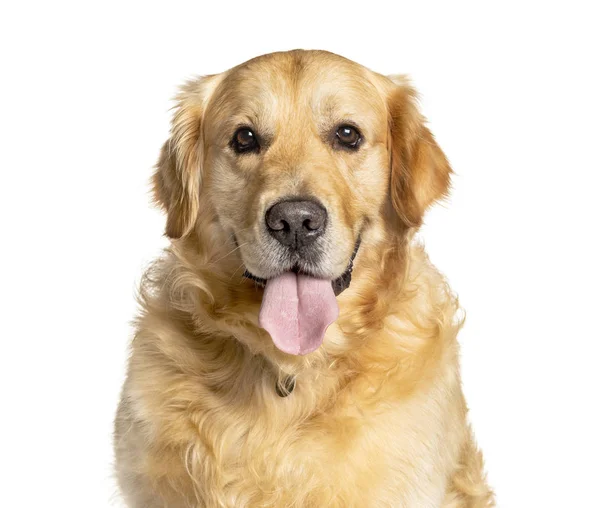 Cabeza de un Pant Golden Retriever, aislado en blanco —  Fotos de Stock