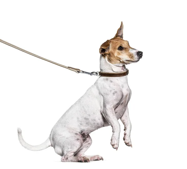 Training process with a Jack Russell Terrier on hind legs — Stock Photo, Image