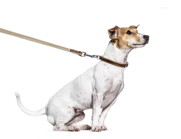 Proceso de aprendizaje con un Jack Russell Terrier con correa — Foto de Stock