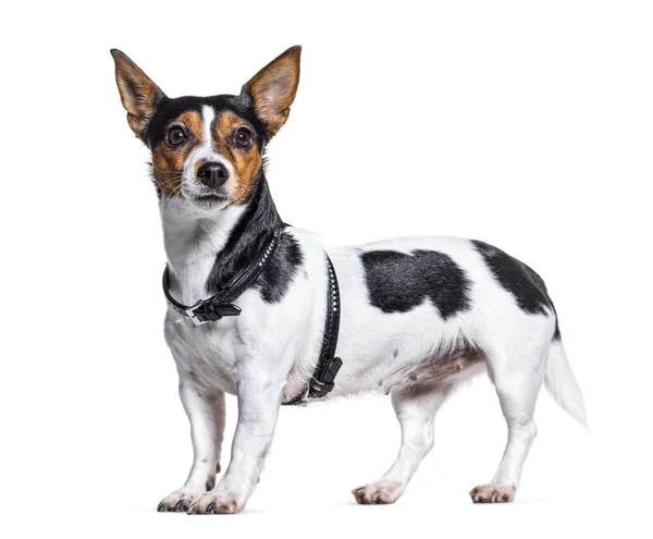 Zijaanzicht van een Jack Russell Terrier in een harnas, geïsoleerd — Stockfoto