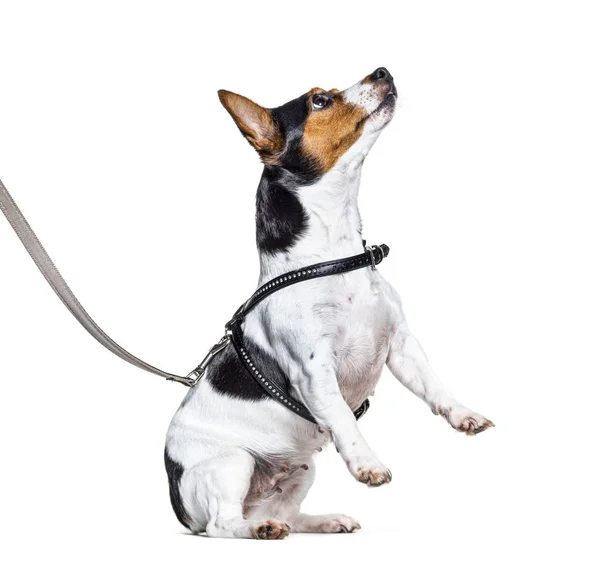 Proceso de aprendizaje con Jack Russell Terrier en las patas traseras — Foto de Stock