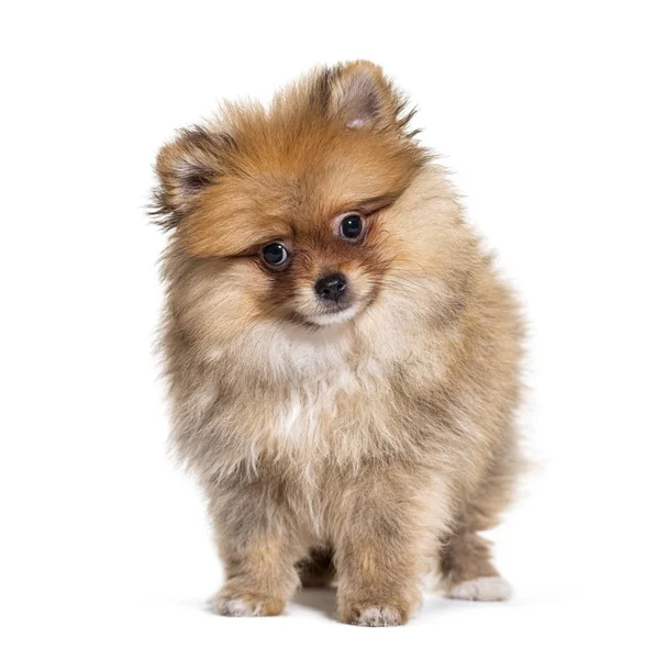 Pomeranian, při pohledu na fotoaparát, izolované na bílém — Stock fotografie