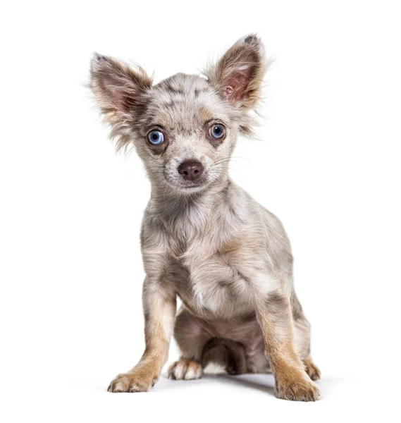 Oturan Minnow gözlü Chihuahua köpeği, beyaz üzerinde izole. — Stok fotoğraf