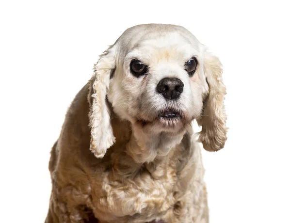 Headshot de um velho americano Cocker Spaniel, isolado em branco — Fotografia de Stock