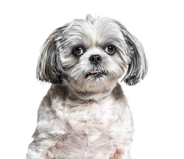 Kopfschuss eines Shih Tzu, isoliert auf weiß — Stockfoto