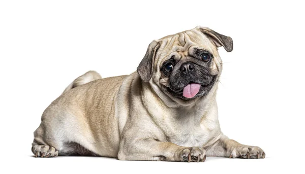 Panting lazy Pug lying down, isolated on white — Stock Photo, Image