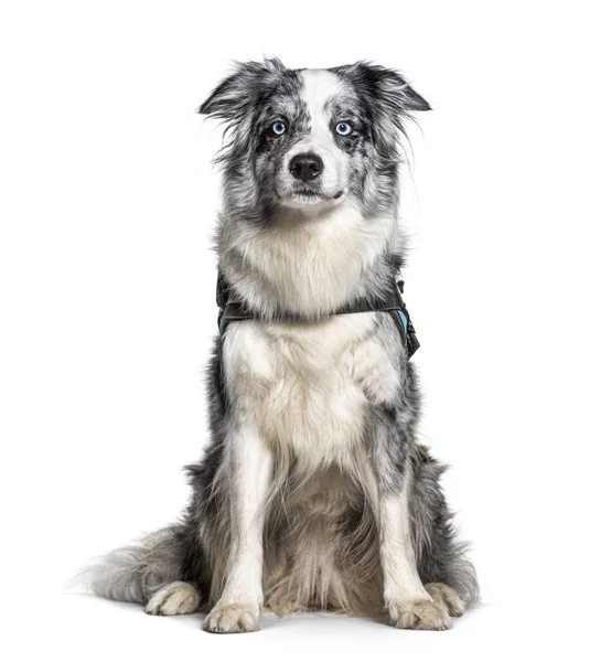 Blue Border Collie with Harness, isolated on white — Stock Photo, Image