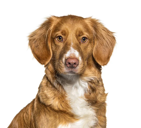 Headshot of a Nova Scotia Duck Tolling Retriever dog, isolated — Stock Photo, Image