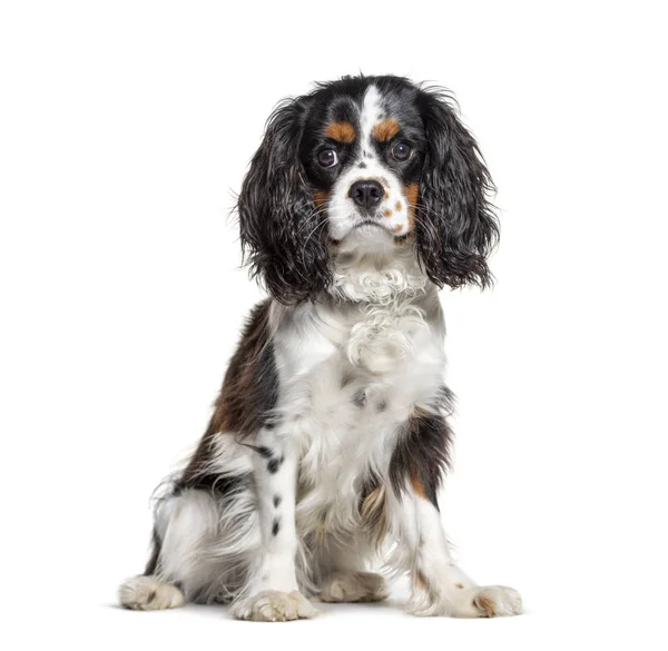 Sitting Cavalier King Charles looking at the camera, isolated — Stock Photo, Image