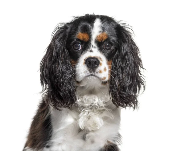 Headshot of a Cavalier King Charles, isolated on white — Stock Photo, Image