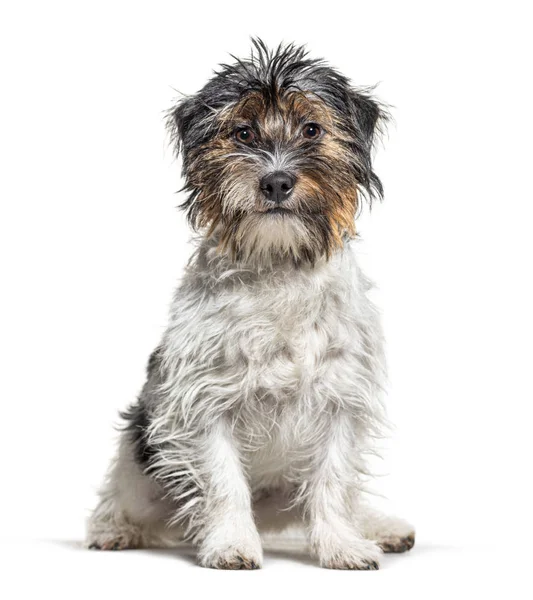 Sitzender Mischlingshund, isoliert auf weiß — Stockfoto