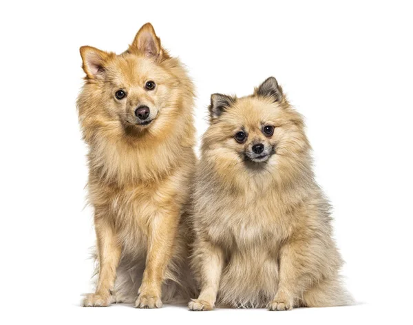 Two Keeshond dogs sitting together, isolated on white — Stock Photo, Image
