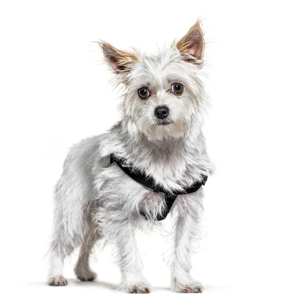 Crossbreed cão vestindo um arnês — Fotografia de Stock