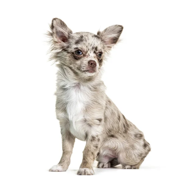 Sedící Chihuahua, izolovaný na bílém — Stock fotografie