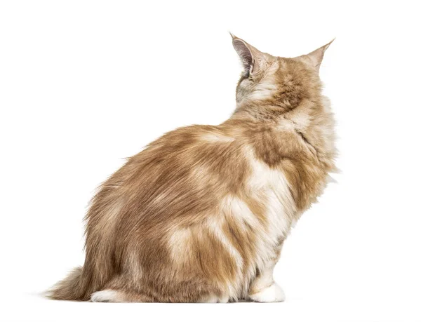 Zittend Maine Coon kat omgekeerd kijkend, geïsoleerd op wit — Stockfoto