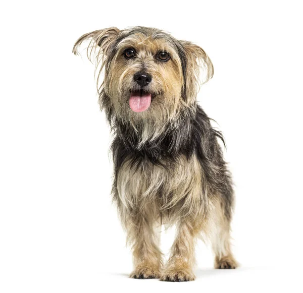 Panting Crossebreed hond, Yorkshire en Griffon, geïsoleerd — Stockfoto